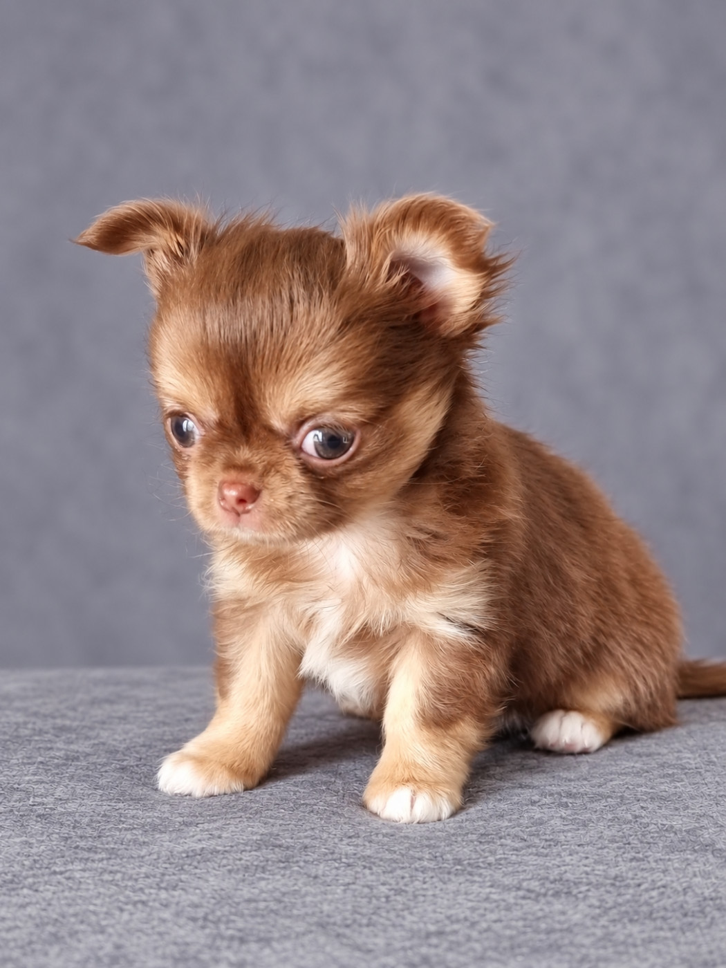 Du Bonheur De Kaïza - Chiots disponibles - Chihuahua