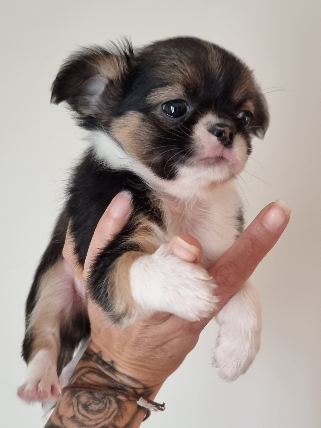 Du Bonheur De Kaïza - Chiots disponibles - Chihuahua