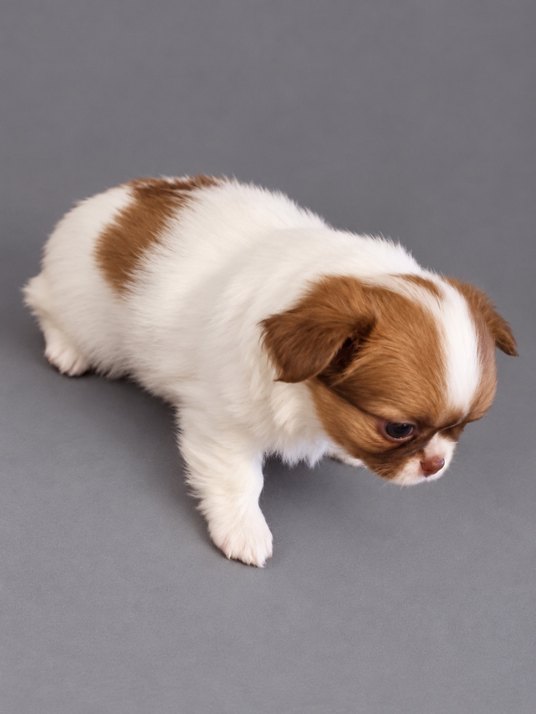 Du Bonheur De Kaïza - Chiots disponibles - Chihuahua