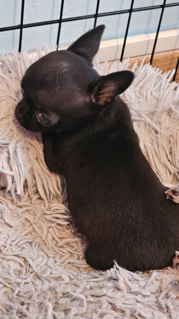 Du Bonheur De Kaïza - Chiots disponibles - Chihuahua