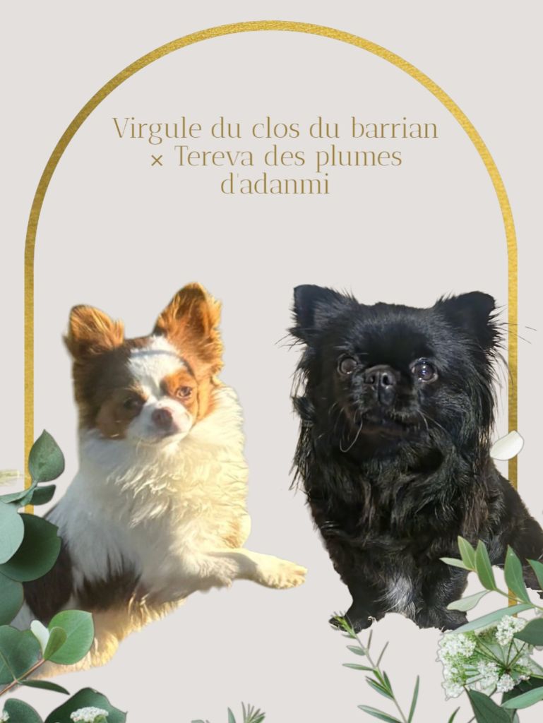 Chiot Chihuahua Du Bonheur De Kaïza