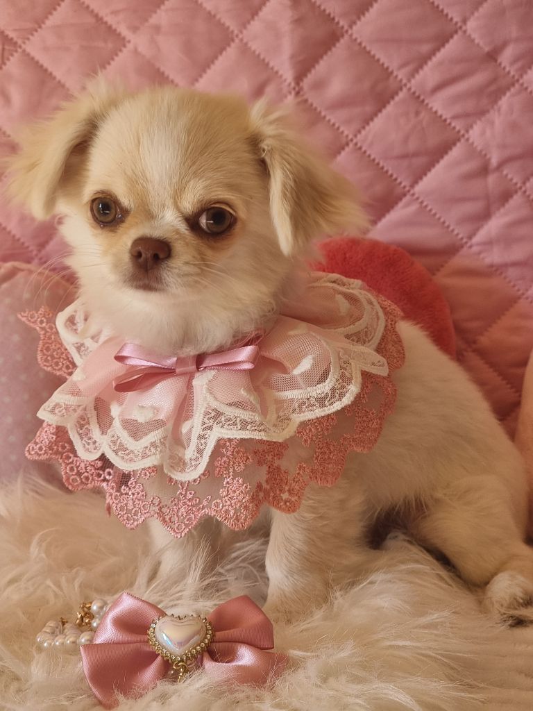 Du Bonheur De Kaïza - Chiots disponibles - Chihuahua