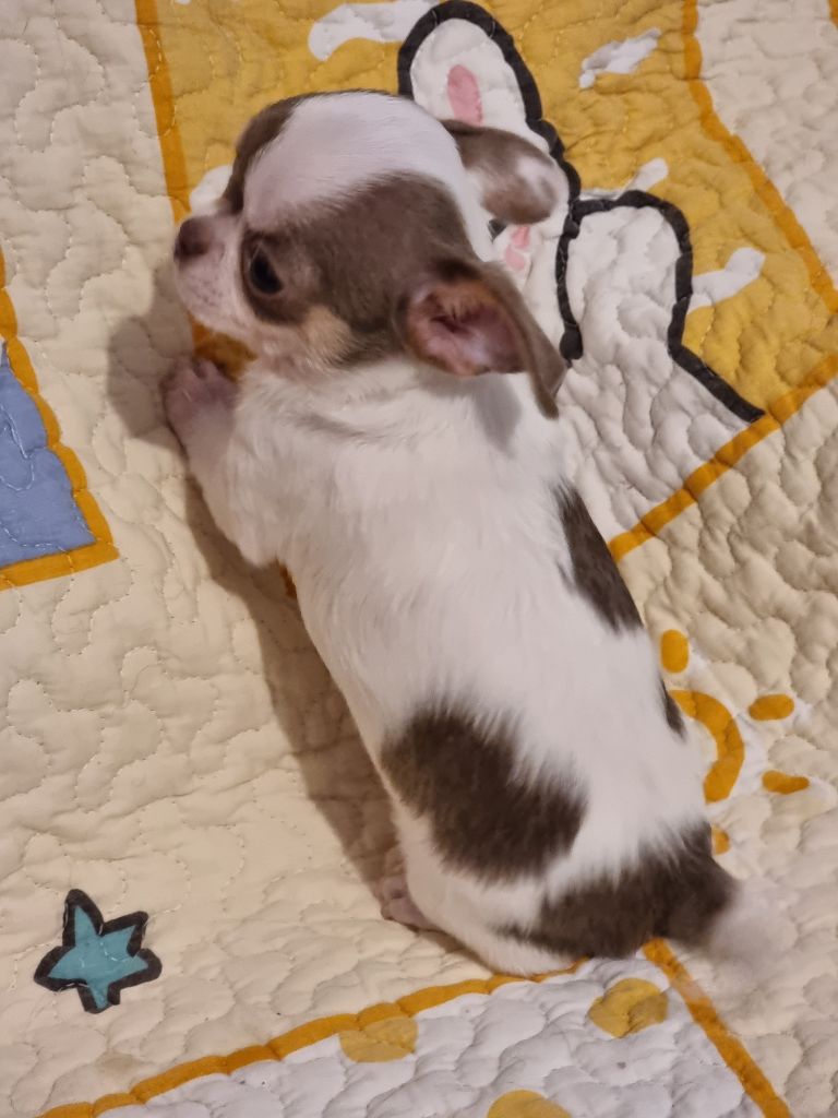 Du Bonheur De Kaïza - Chiots disponibles - Chihuahua