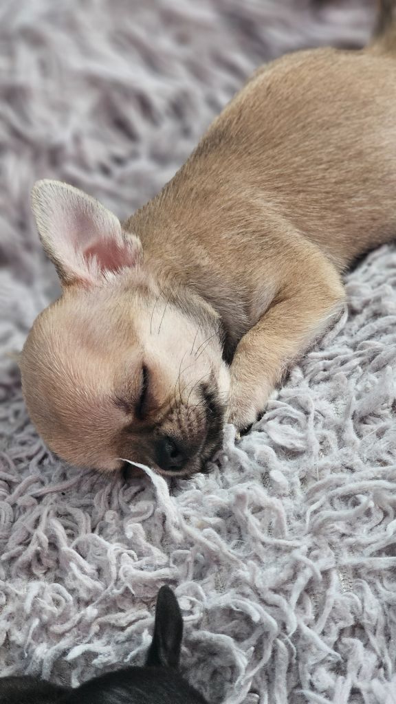 Du Bonheur De Kaïza - Chiots disponibles - Chihuahua