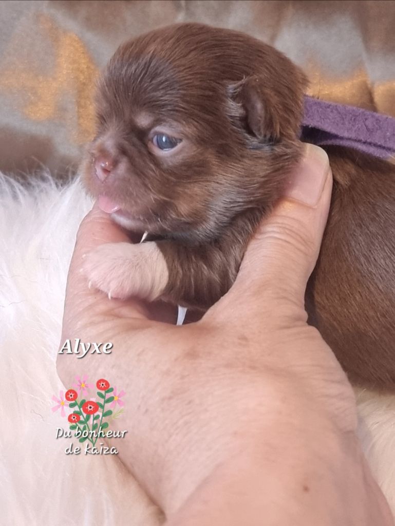 Du Bonheur De Kaïza - Chiots disponibles - Chihuahua