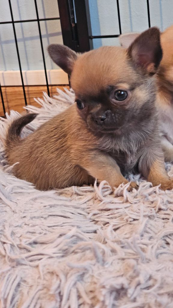 Du Bonheur De Kaïza - Chiots disponibles - Chihuahua