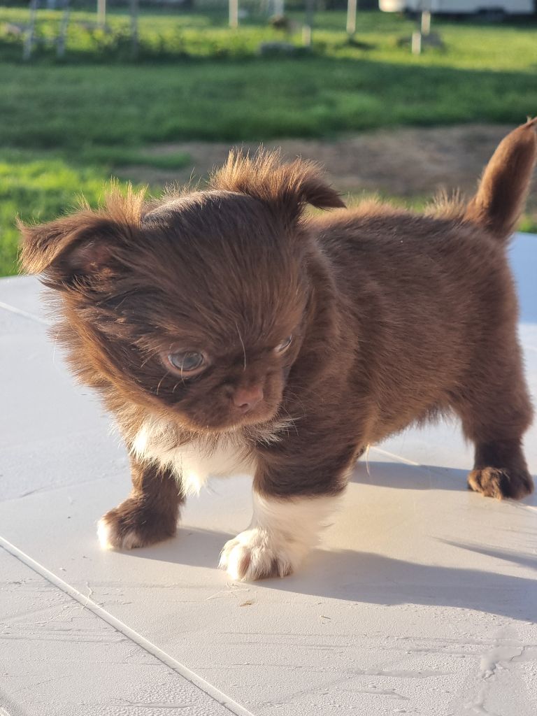 Du Bonheur De Kaïza - Chiots disponibles - Chihuahua