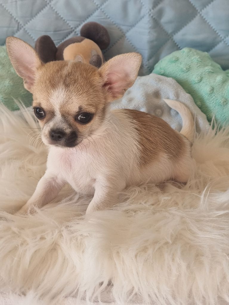 Du Bonheur De Kaïza - Chiots disponibles - Chihuahua