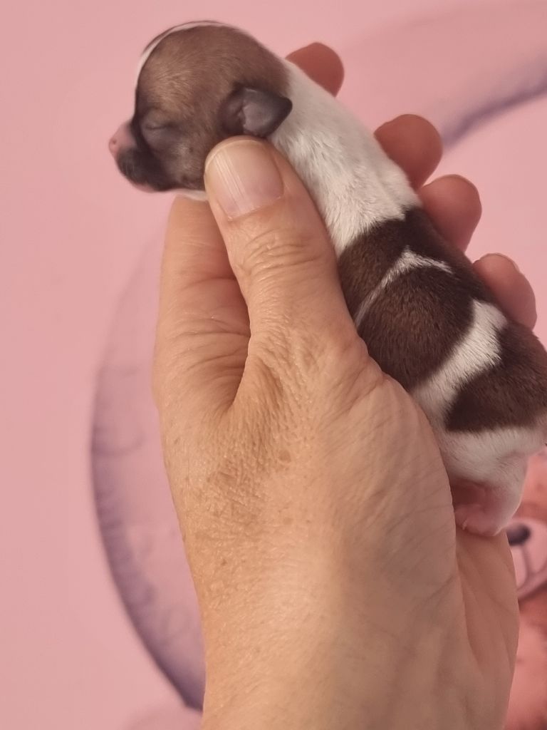 Du Bonheur De Kaïza - Chiots disponibles - Chihuahua
