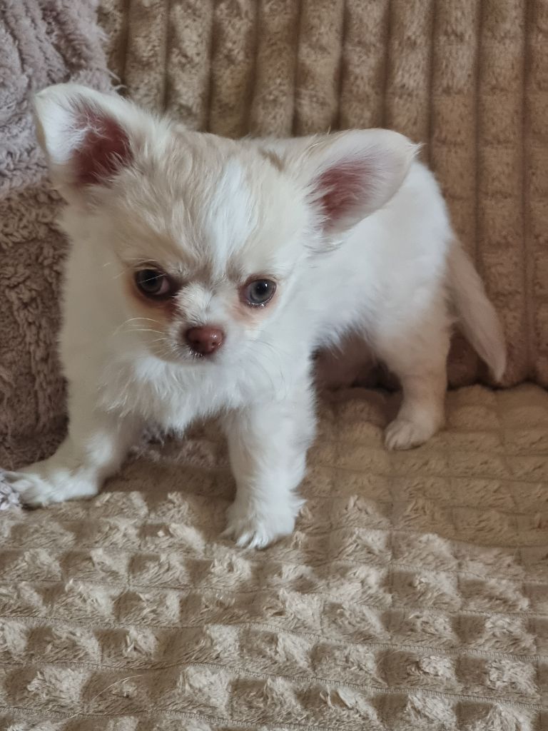 Du Bonheur De Kaïza - Chiots disponibles - Chihuahua