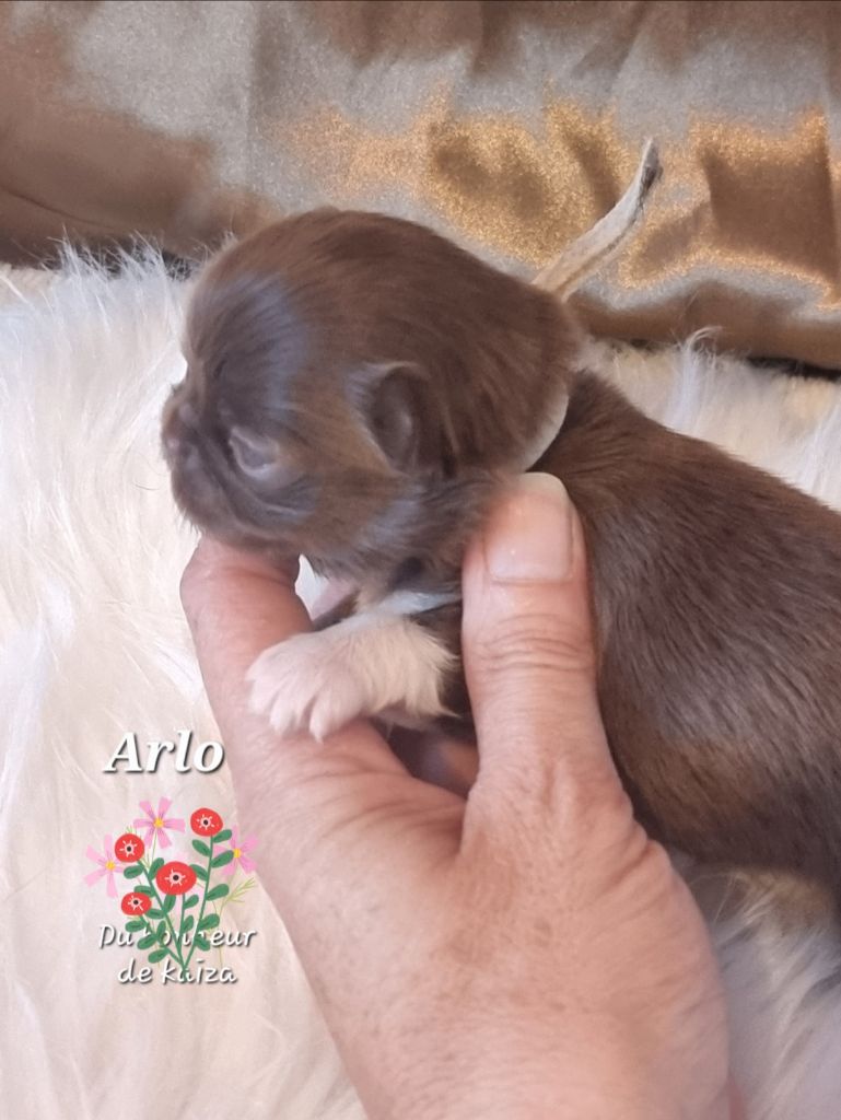 Du Bonheur De Kaïza - Chiots disponibles - Chihuahua