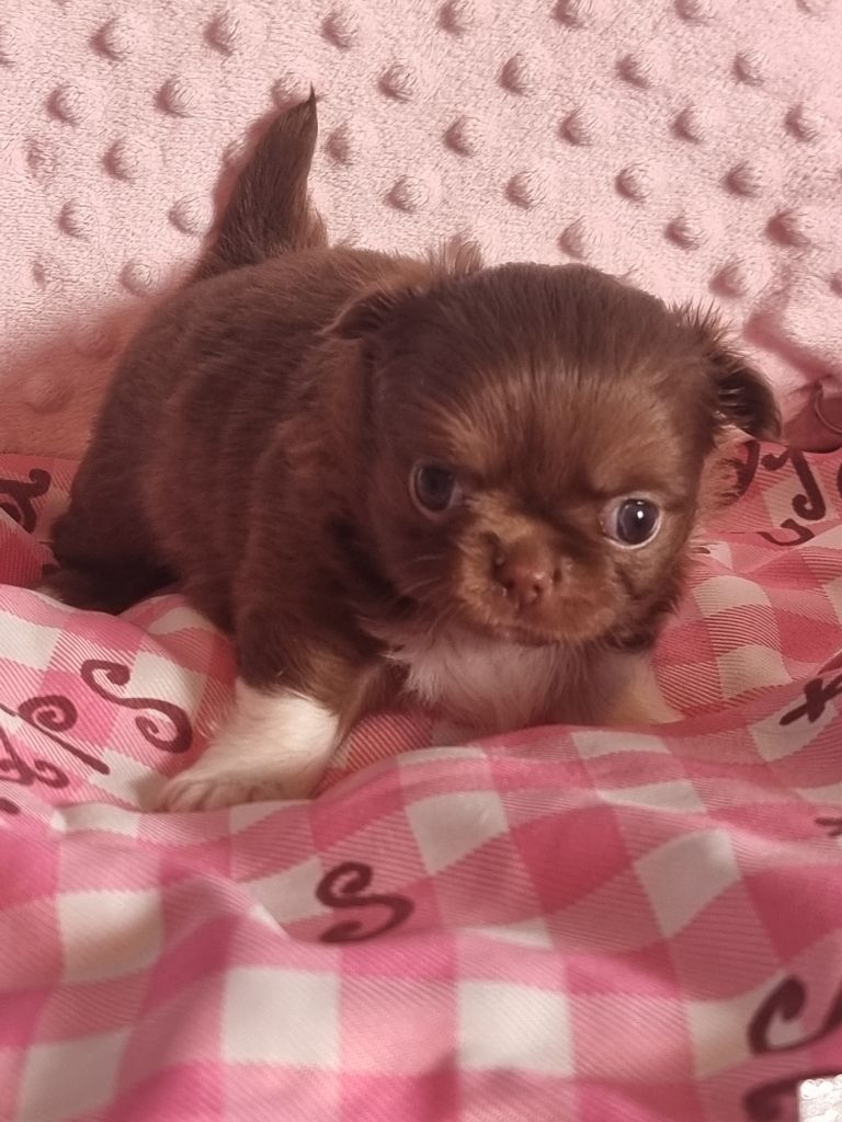 Du Bonheur De Kaïza - Chiots disponibles - Chihuahua