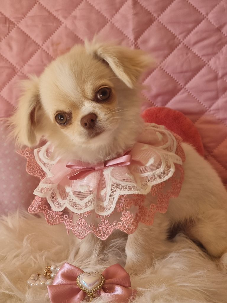 Du Bonheur De Kaïza - Chiots disponibles - Chihuahua