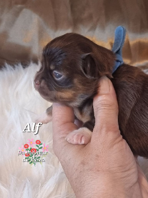 Alf