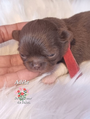 Adèle 