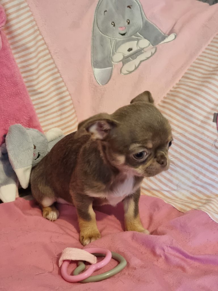 Du Bonheur De Kaïza - Chiots disponibles - Chihuahua