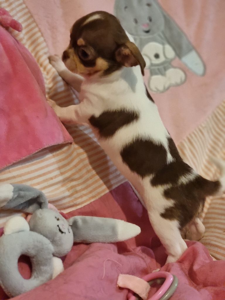 Du Bonheur De Kaïza - Chiots disponibles - Chihuahua