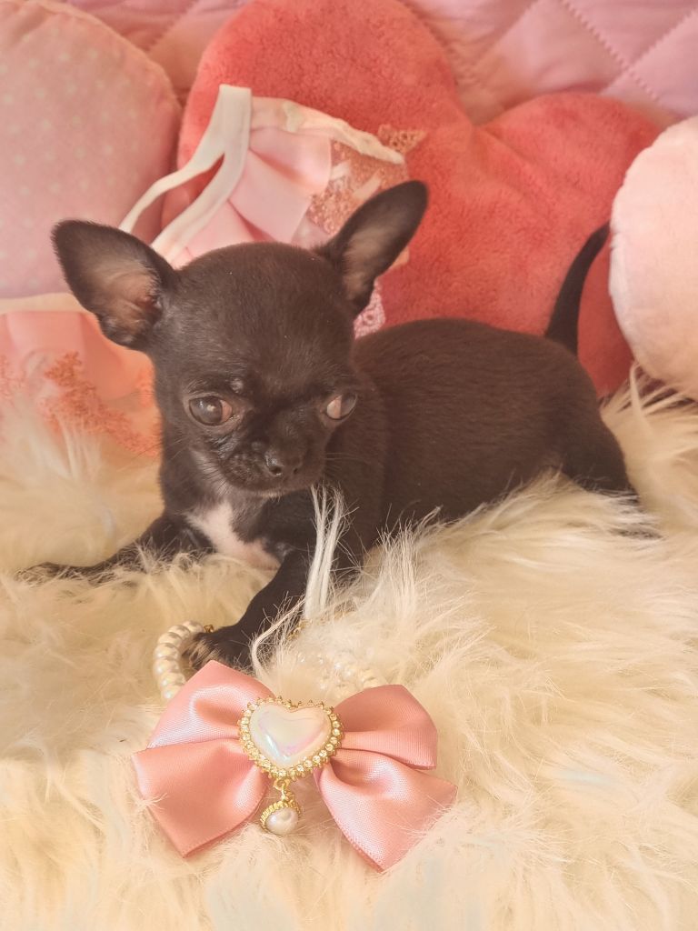 Du Bonheur De Kaïza - Chiots disponibles - Chihuahua