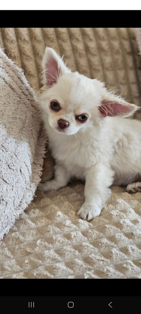 Du Bonheur De Kaïza - Chiots disponibles - Chihuahua