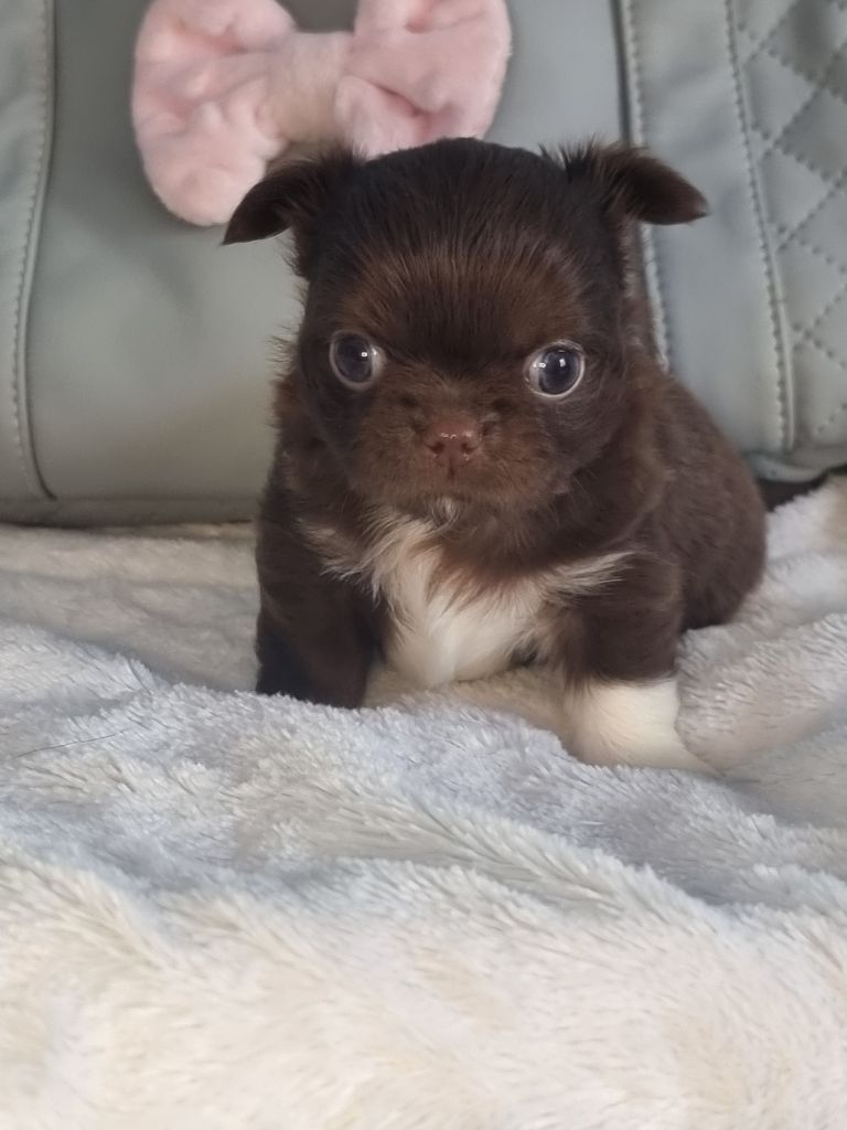 Du Bonheur De Kaïza - Chiots disponibles - Chihuahua