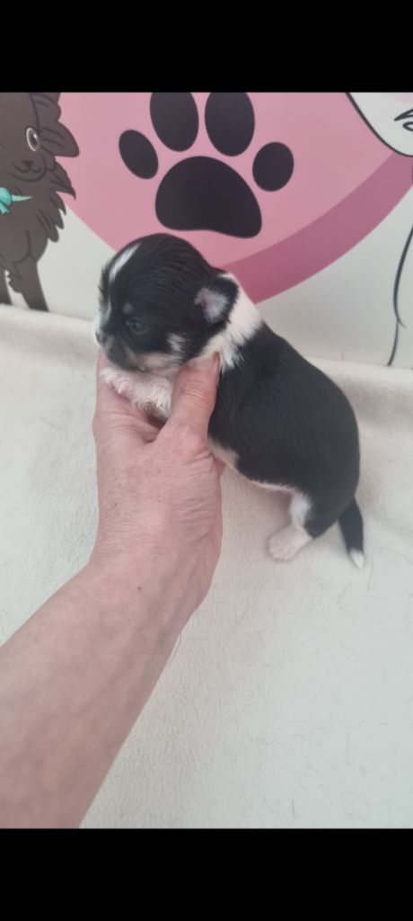 Du Bonheur De Kaïza - Chiots disponibles - Chihuahua