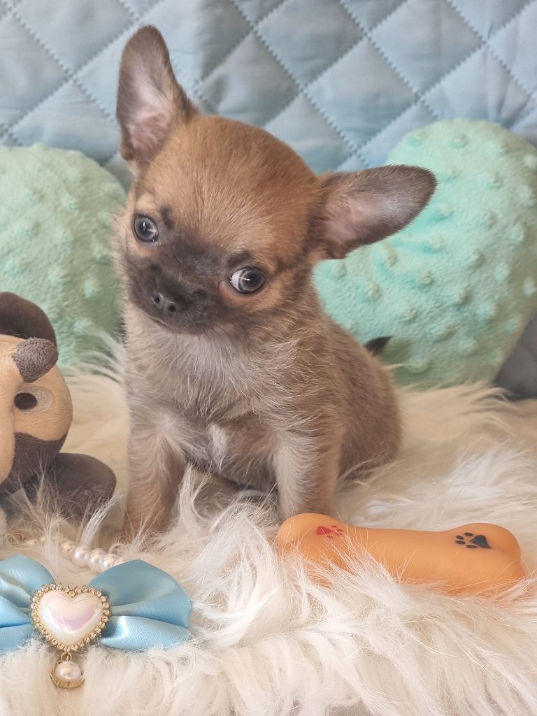 Du Bonheur De Kaïza - Chiots disponibles - Chihuahua