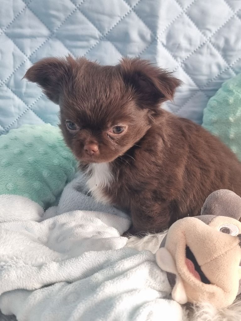 Du Bonheur De Kaïza - Chiots disponibles - Chihuahua