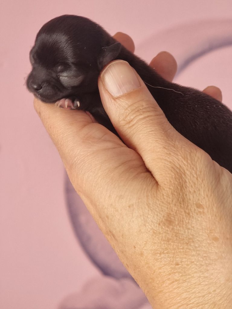 Du Bonheur De Kaïza - Chiots disponibles - Chihuahua
