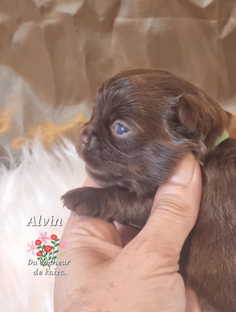 Du Bonheur De Kaïza - Chiots disponibles - Chihuahua