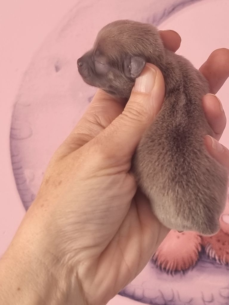 Du Bonheur De Kaïza - Chiots disponibles - Chihuahua