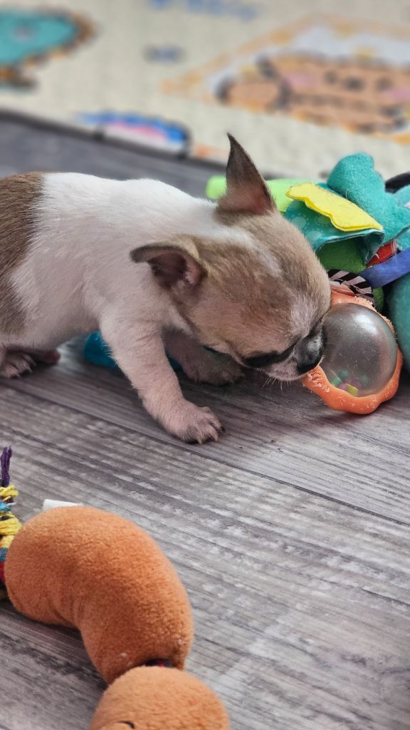 Du Bonheur De Kaïza - Chiots disponibles - Chihuahua